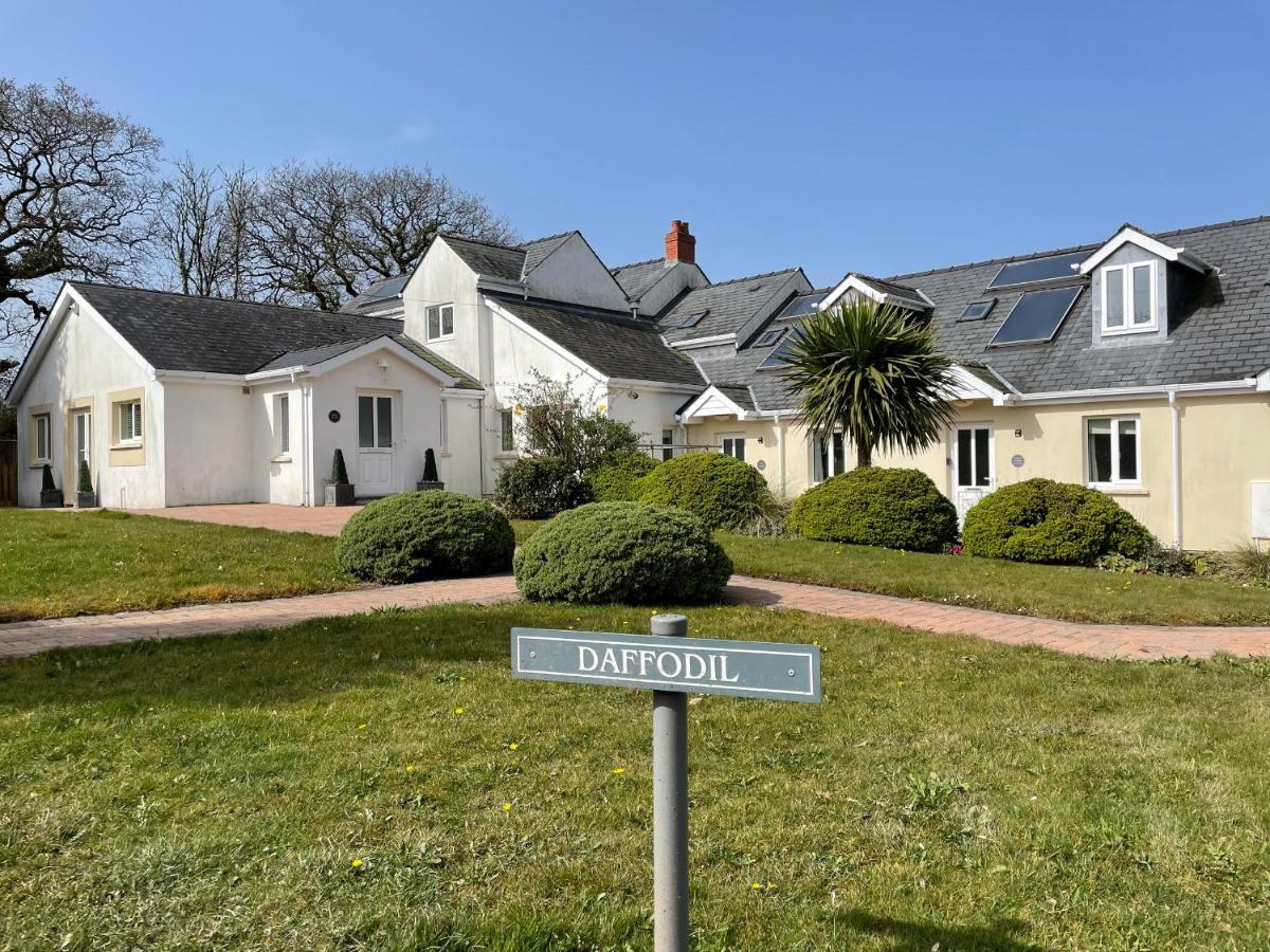Daffodil Apartment Tenby Dış mekan fotoğraf